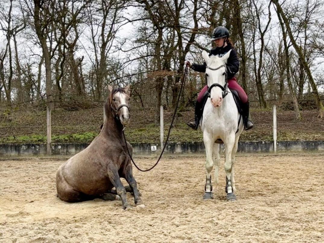 Repos Rouge-Plaisir Au Milieu Des Chevaux Apartman Kembs Kültér fotó